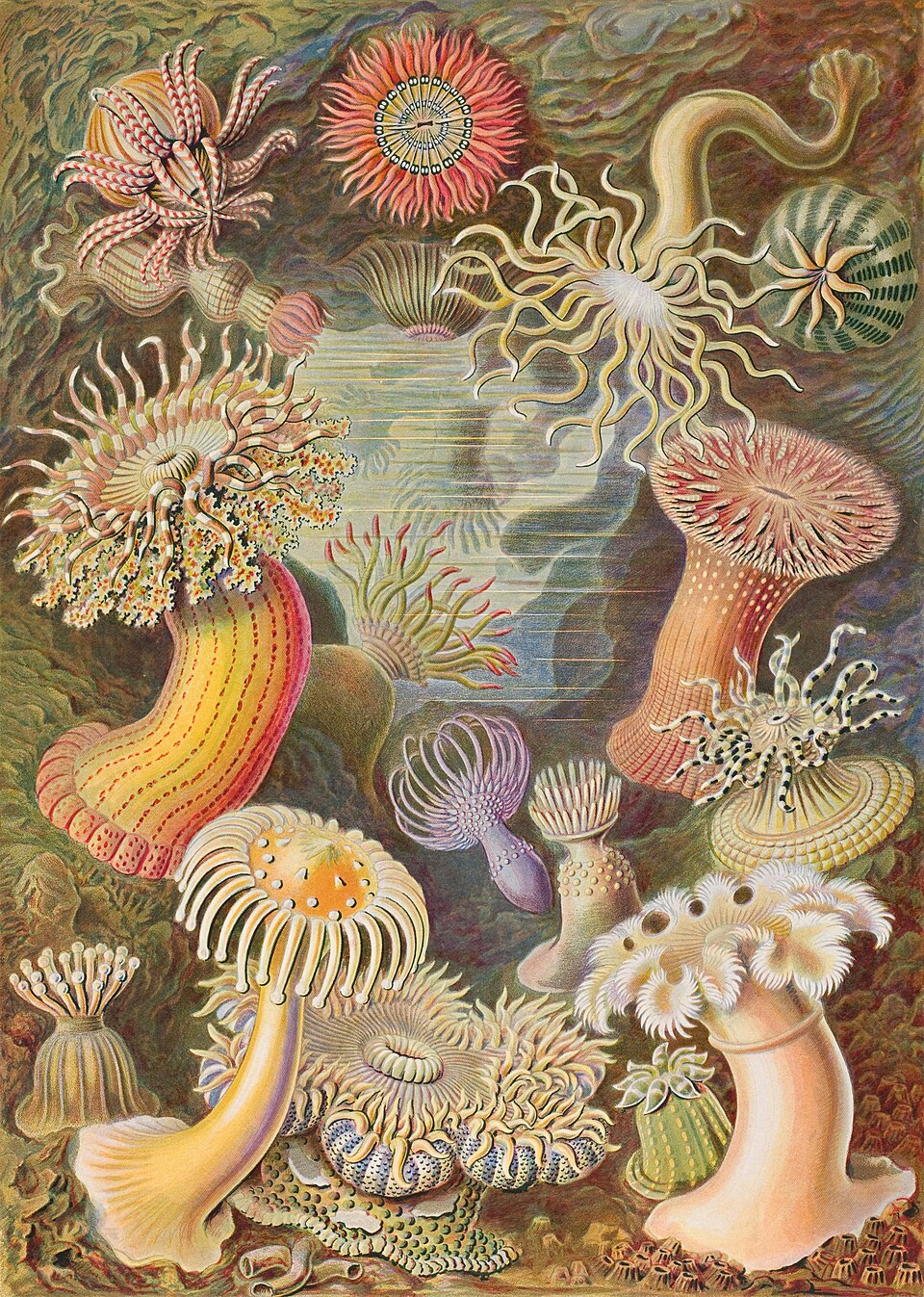 Actiniae by Ernst Haeckel