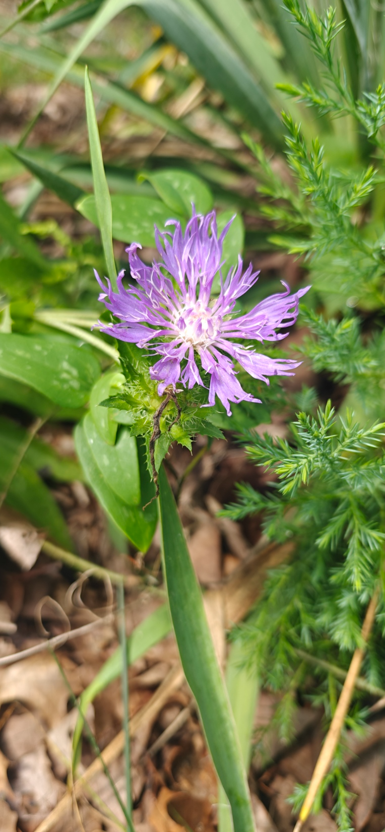 An Afield expedition find, a wildflower photographed by a child